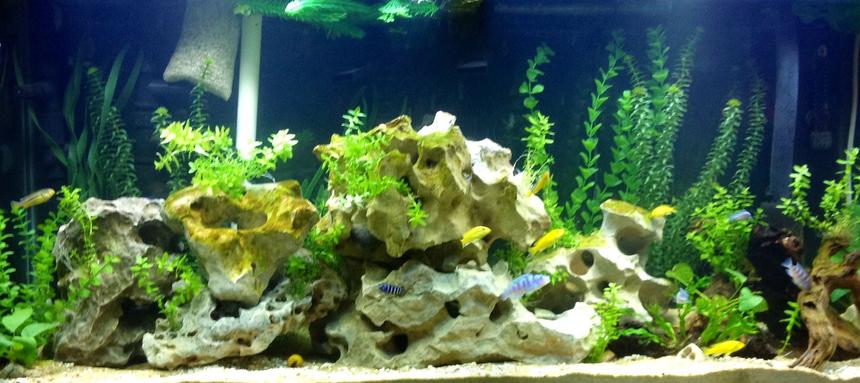 Rated #48: 60 Gallons Freshwater Fish Tank - My first Cichlid tank. So far everyone gets along.
