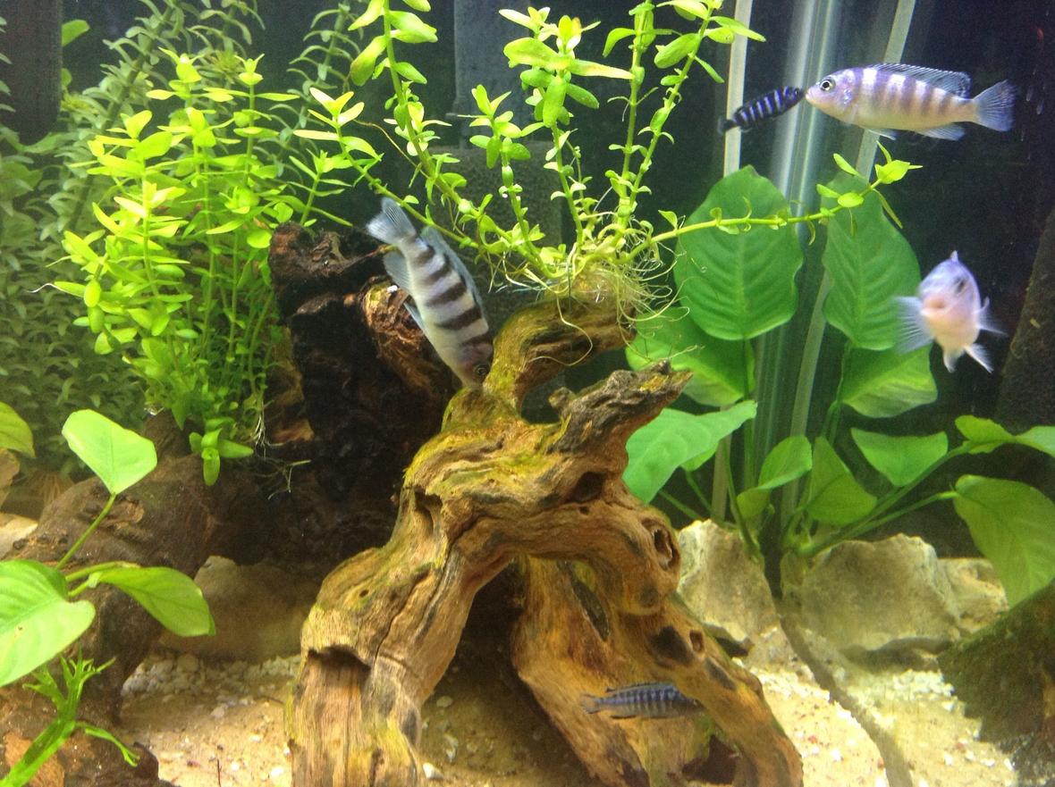 freshwater fish - metriaclima lombardoi - kenyi cichlid stocking in 60 gallons tank - Kenyi Cichlid eating algae off drift wood.