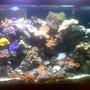 60 gallons reef tank (mostly live coral and fish) - iran