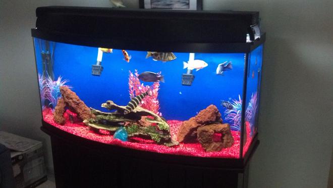 72 gallons freshwater fish tank (mostly fish and non-living decorations) - My 72 gallon bow front, mostly african cichlids. Would appreciate any advice on how to better hide the filter inlets, etc!