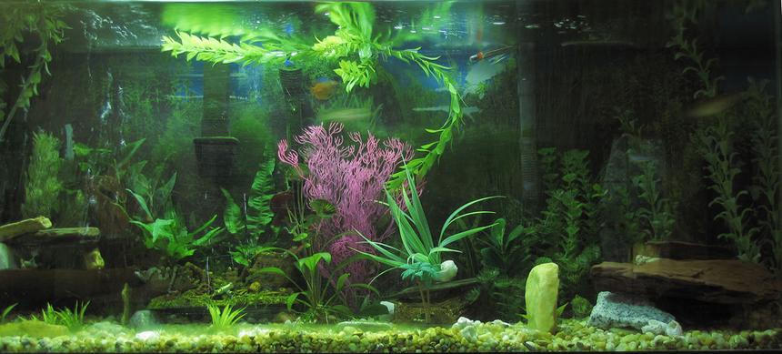 Rated #64: 55 Gallons Planted Tank
