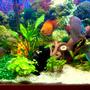 55 gallons planted tank (mostly live plants and fish) - Planted with discus