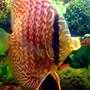 freshwater fish - symphysodon aequifasciata - green discus stocking in 55 gallons tank