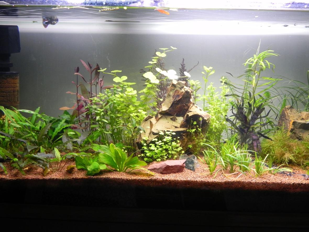 30 gallons planted tank (mostly live plants and fish)