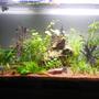 30 gallons planted tank (mostly live plants and fish)