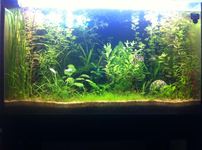 100 gallons reef tank (mostly live coral and fish)