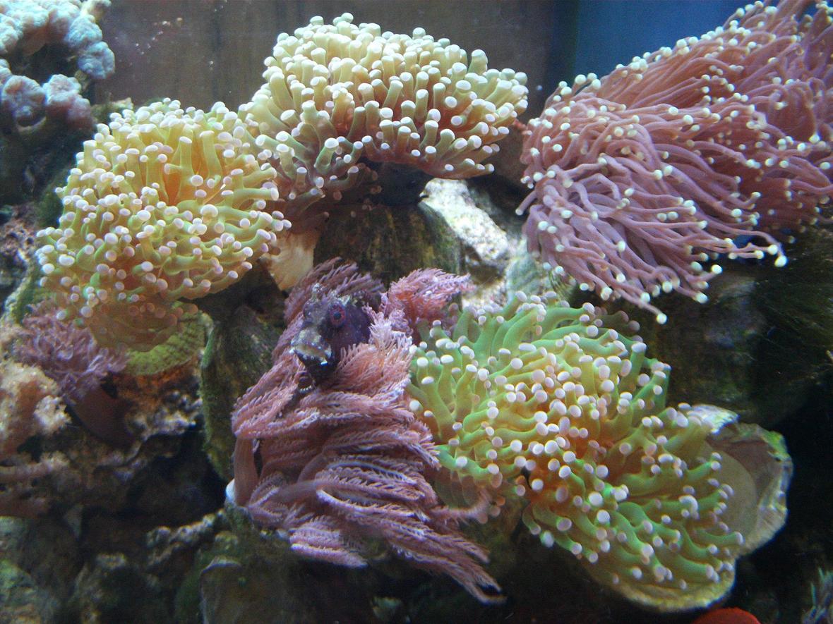 corals inverts - anthelia sp. - waving hand - blue stocking in 277 gallons tank - Starry Blenny hiding in Anthelia and Euphyllia