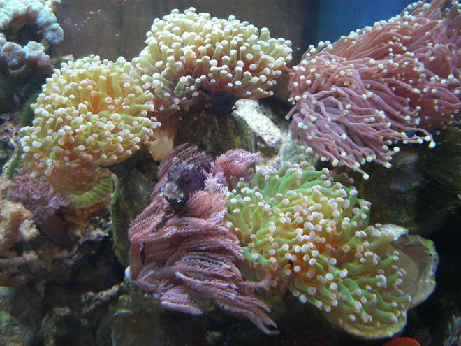 corals inverts - anthelia sp. - waving hand - blue stocking in 277 gallons tank - Starry Blenny hiding in Anthelia and Euphyllia