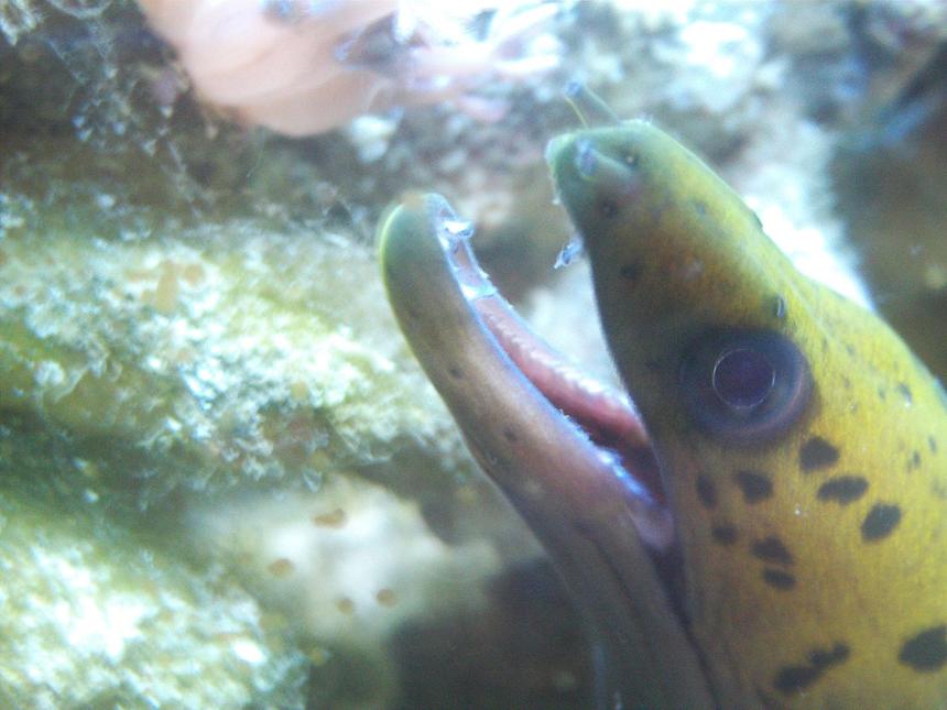 Rated #12: Saltwater Fish - Gymnothorax Miliaris - Golden Moray Eel Stocking In 277 Gallons Tank - Fimbriated Moray Close up