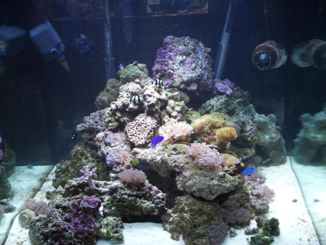 277 gallons reef tank (mostly live coral and fish) - My 93 gallon cube before hooking into my system