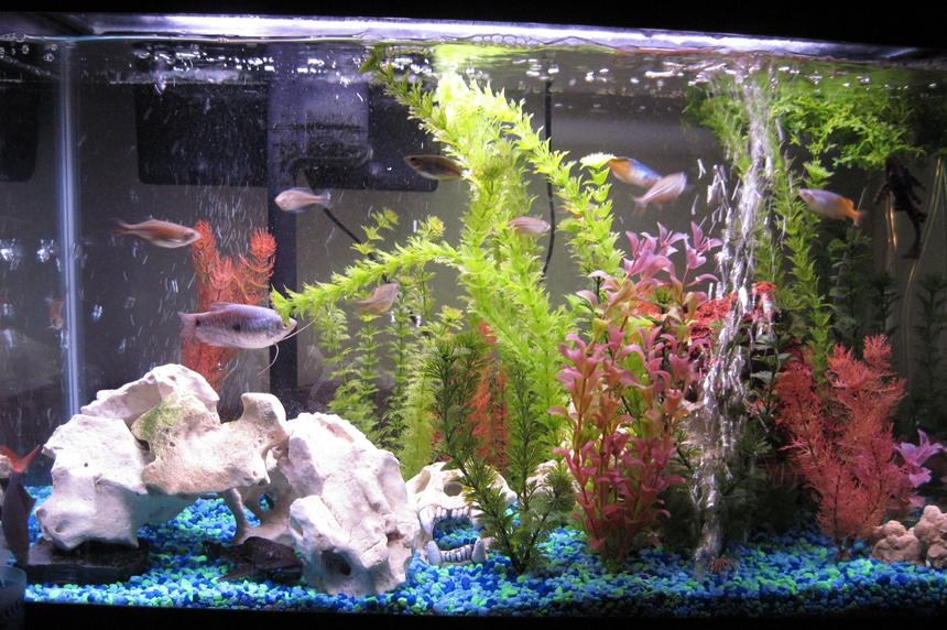 Rated #2178: 29 Gallons Freshwater Fish Tank - 29 gallon freshwater aquarium with artificial plants.
 - Blue Gourami (female)
 - 6 Giant Danios
 - 4 Boesmani Ranbows (2 male, 2 female)
 - Red Tailed Shark
 - 2 Julii Corydora Catfish
 - 2 Common Plecos
