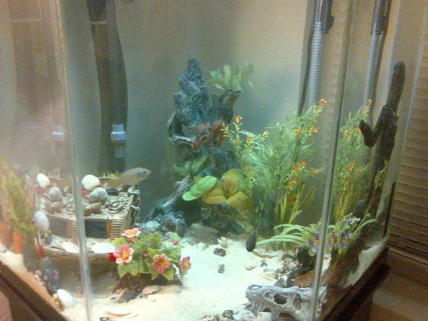 Rated #3286: 44 Gallons Freshwater Fish Tank - 44 gallon corner tank