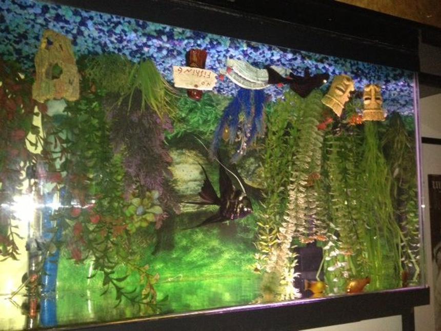 Rated #3512: 70 Gallons Freshwater Fish Tank - The centerpiece of my tank are my large veiltail angel and my sailfin plecostomus.  These two fish have so much personality, and their interactions are amazing as they compete for food and for my attention.