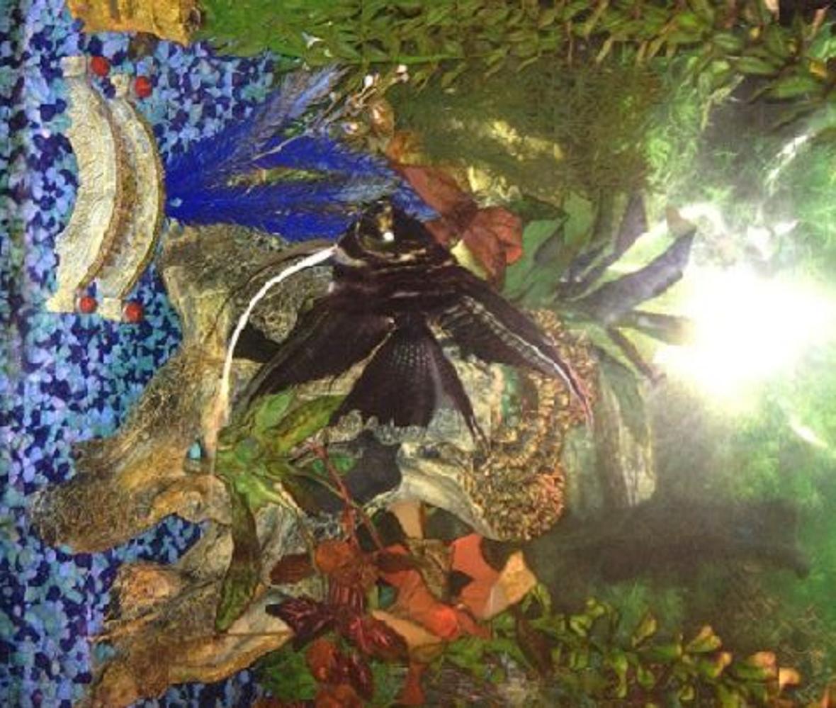 freshwater fish - pterophyllum sp. - marble veil angel stocking in 70 gallons tank - Here is my large veiltail marble angelfish. She has lots of personality.