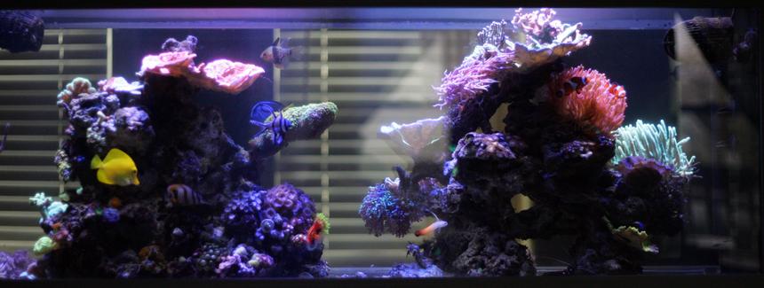 Rated #14: 55 Gallons Reef Tank - front view of my 55g lit by 30 gu10 leds