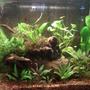 30 gallons planted tank (mostly live plants and fish) - 6500k lighting, flourite substrate, mopani wood, Hagen Elite Mini Underwater Submersible Filter for added water flow. Pants mostly crypts will list later...