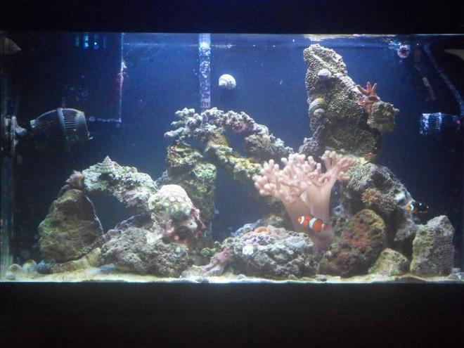 33 gallons saltwater fish tank (mostly fish, little/no live coral) - One Year Old, Always in progress!
