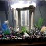 fish tank picture - Aquarius Tranquilitus - 20 Gallons Tank with Heater for tropical setup.
