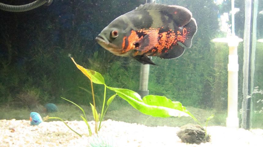 Rated #4016: 35 Gallons Freshwater Fish Tank - tank and fish