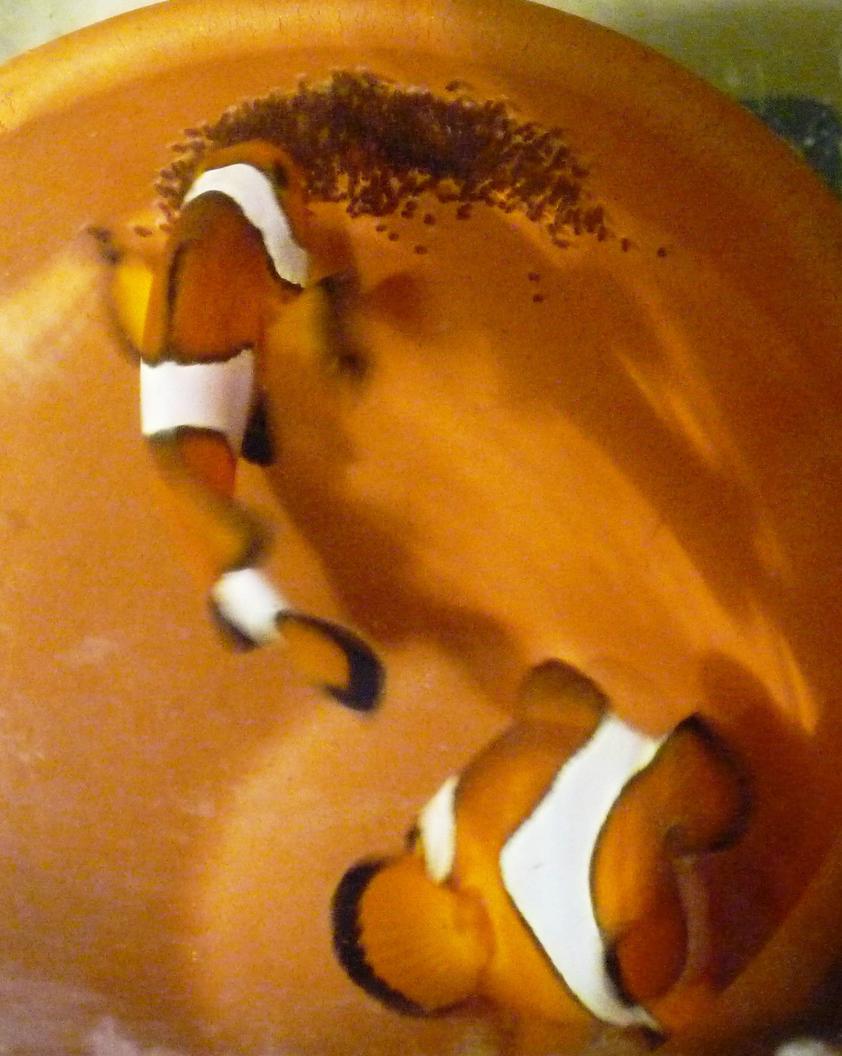 Rated #20: Saltwater Fish - Amphiprion Percula - True Percula Clownfish Stocking In 92 Gallons Tank - Clownfish breeding