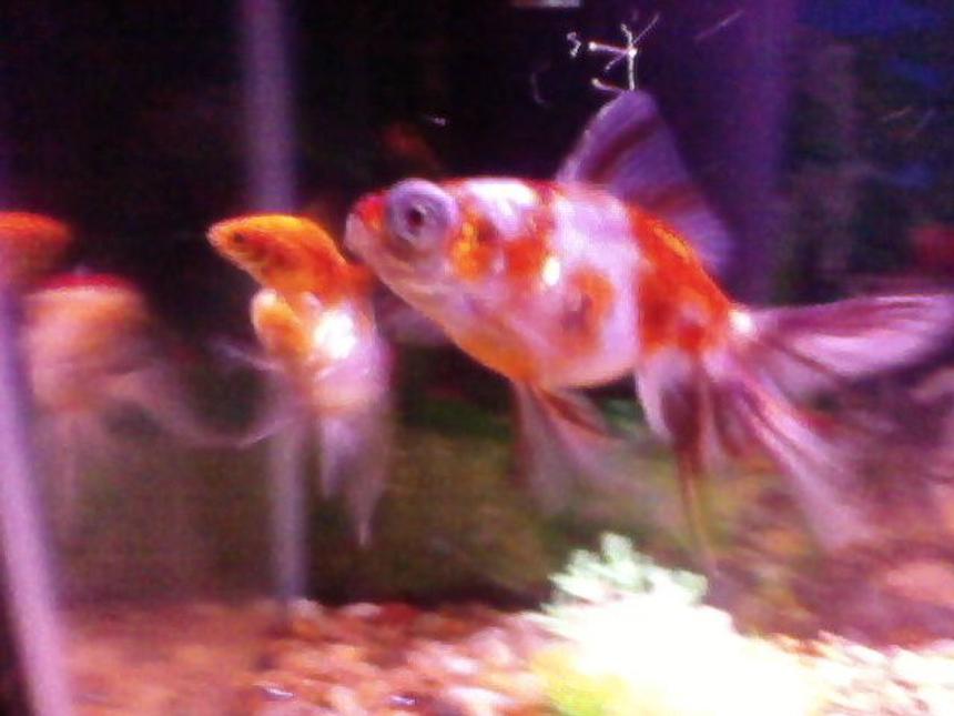 Rated #101: Freshwater Fish - Carassius Auratus - Ryukin Goldfish Stocking In 20 Gallons Tank - the gang