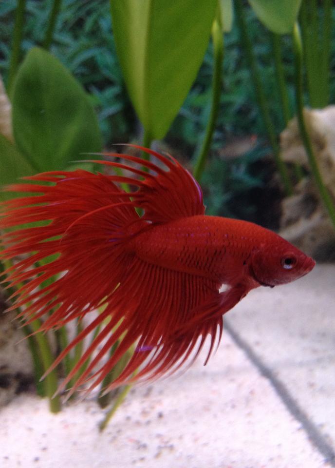 freshwater fish - betta splendens - crown tail betta stocking in 6 gallons tank - My Red CrownTail Male Betta Fish