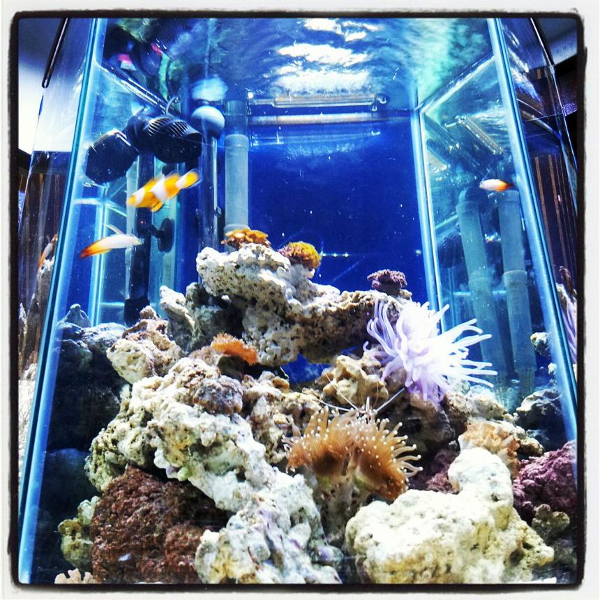 Rated #40: 35 Gallons Reef Tank - 35gallon hexagon with coral and fish Jbj Unibody Led light
