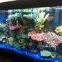 fish tank picture - CLOSE UP