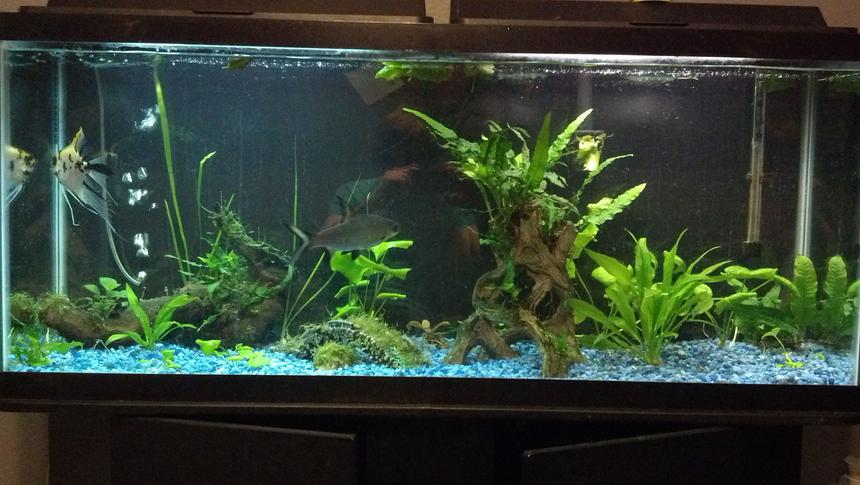 Rated #108: 55 Gallons Planted Tank - My tank :)