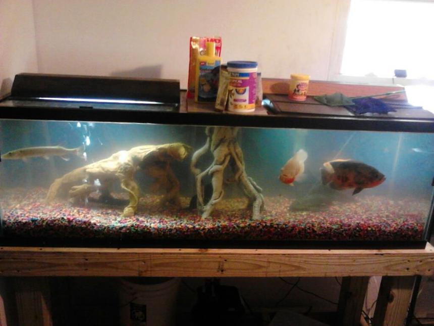 Rated #3584: 100 Gallons Freshwater Fish Tank - 100 gal tank