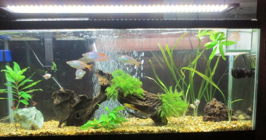 Rated #116: 55 Gallons Planted Tank - Still a work in progress but i have
a few plants ( Hornwort, Jungle
Val, and a few others) i also have
to large pieces of driftwood as my
centerpiece.