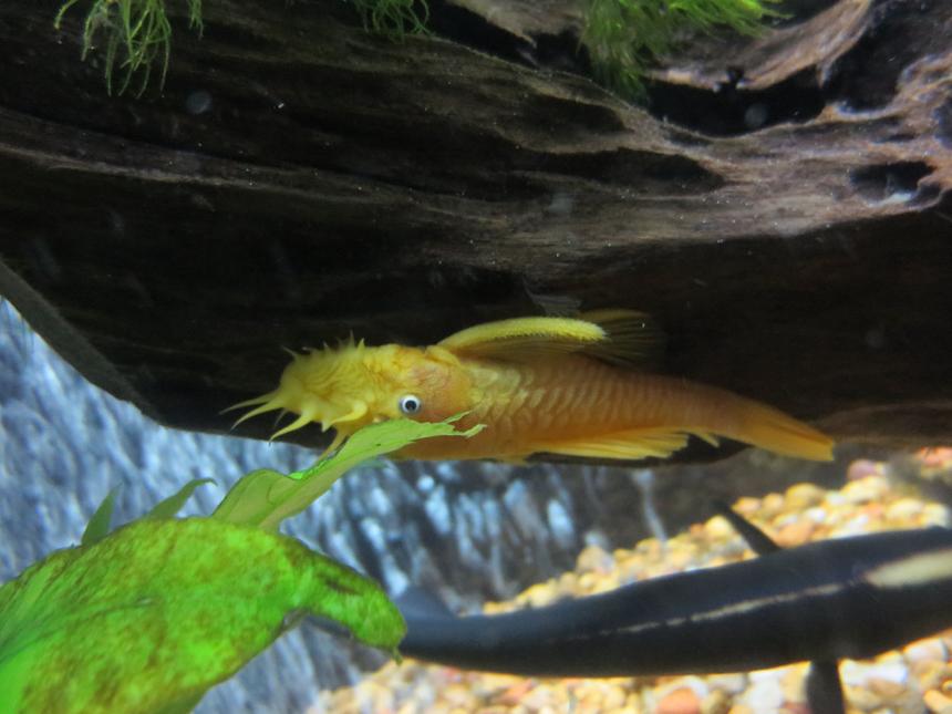 Rated #950: Freshwater Fish - Ancistrus Sp. - Bushy Nose Pleco Stocking In 55 Gallons Tank - Albino Blue-Eyed Bristlenose Pleco, and Black Ghost