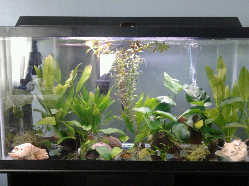 Rated #90: 40 Gallons Planted Tank