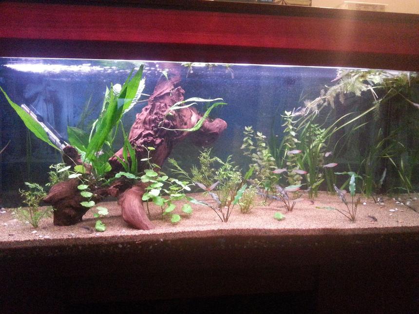 Rated #78: 50 Gallons Reef Tank - my tank