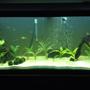 75 gallons planted tank (mostly live plants and fish) - 75 Gallon tank, mostly swords in the tank. Mopani wood, white sand. 2 banded leo's, 4 scisor tails, 1 high fin pleco, 1 Dinosaur bichir, 1 marble gar, 1 rainbow shark, 1 striped raphel catfish.