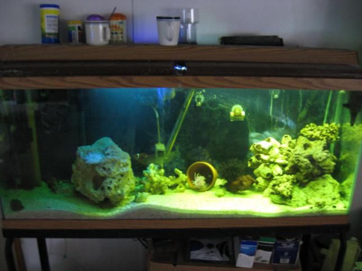 55 gallons saltwater fish tank (mostly fish, little/no live coral) - This is my 55 still a work in progress