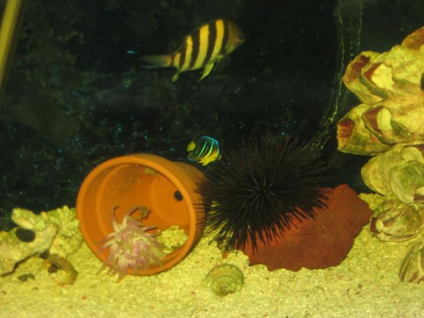 Rated #17: Corals Inverts - Pseudoboletia Sp. - Purple Short Spine Pincushion Urchin Stocking In 55 Gallons Tank - this is a pic of my purple short spine sea urchin one of the anemone and my blue angle and one of my zebra damsels