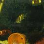 fish tank picture - pic of the maroon clown