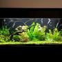 90 gallons planted tank (mostly live plants and fish)