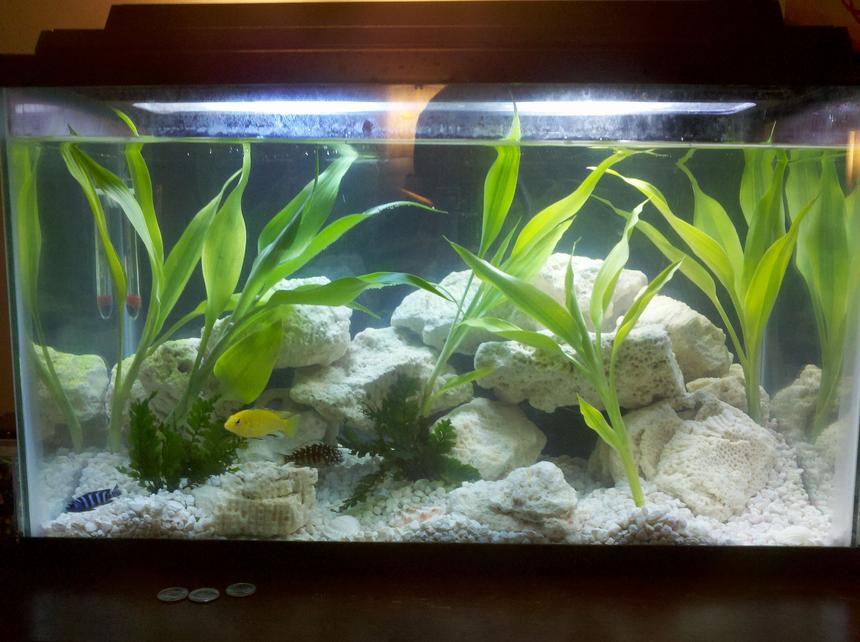 Rated #105: 10 Gallons Planted Tank - my first tank
