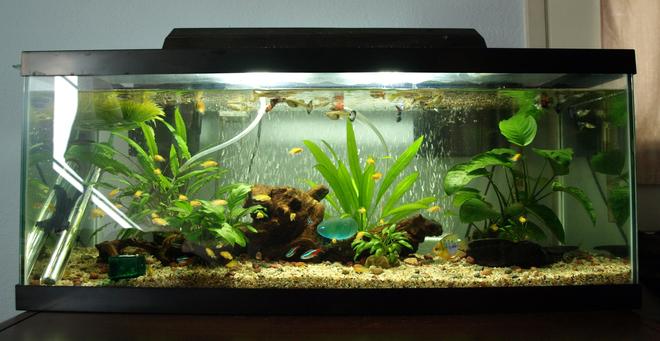 20 gallons freshwater fish tank (mostly fish and non-living decorations) - 20 gallon long with lots of fish!
2 balloon rams
2 pepper cory
2 upside down catfish
7 tetras
# guppies
### electric yellow that escaped out of the breeders net lol