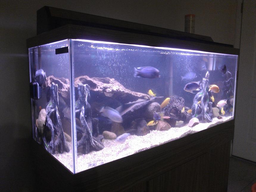 Rated #1900: 20 Gallons Freshwater Fish Tank - about 75 gallons with lots of mix cichlids 

4 blue colbalt
2 red zebra
7 electric yellow
3 blue dolphins
3 red jewels
a few different peacocks
small electriblues