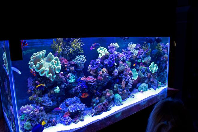 140 gallons reef tank (mostly live coral and fish) - FTS