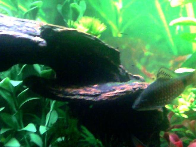 freshwater fish - puntius sp. - odessa barb stocking in 20 gallons tank - possible female odessa barb??