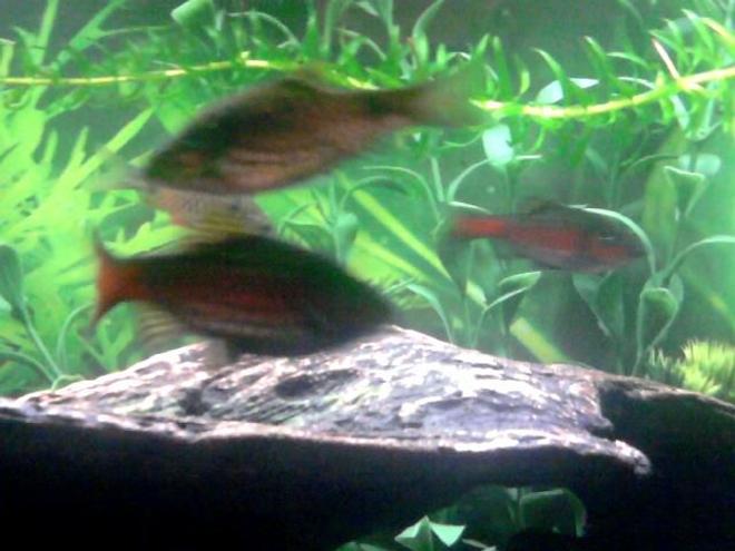 freshwater fish - puntius sp. - odessa barb stocking in 20 gallons tank - grainy image of both together {f?} top {m} bottom