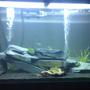 55 gallons freshwater fish tank (mostly fish and non-living decorations) - My tank as of 21/12/2012
