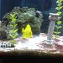 fish tank picture - Snowflake eel with yellow tang