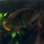 freshwater fish - aequidens rivulatus - green terror stocking in 60 gallons tank - My alpha male Tyr