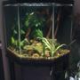 60 gallons freshwater fish tank (mostly fish and non-living decorations) - More pix of my tank