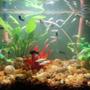 fish tank picture - 14 gl freshwater with molly and danio fish